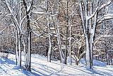 Snowy Trees_32643